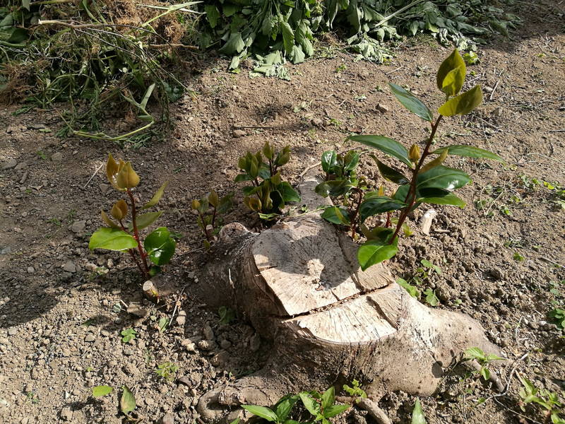 切り株-木の根-を電動ドリルで穴を空け除草剤で枯らす方法 -1-