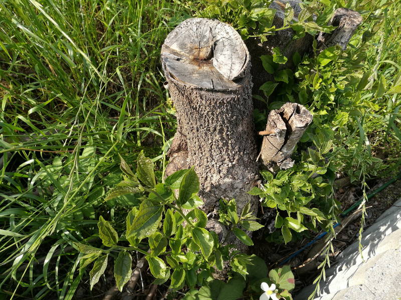 切り株-木の根-を電動ドリルで穴を空け除草剤で枯らす方法 -2-